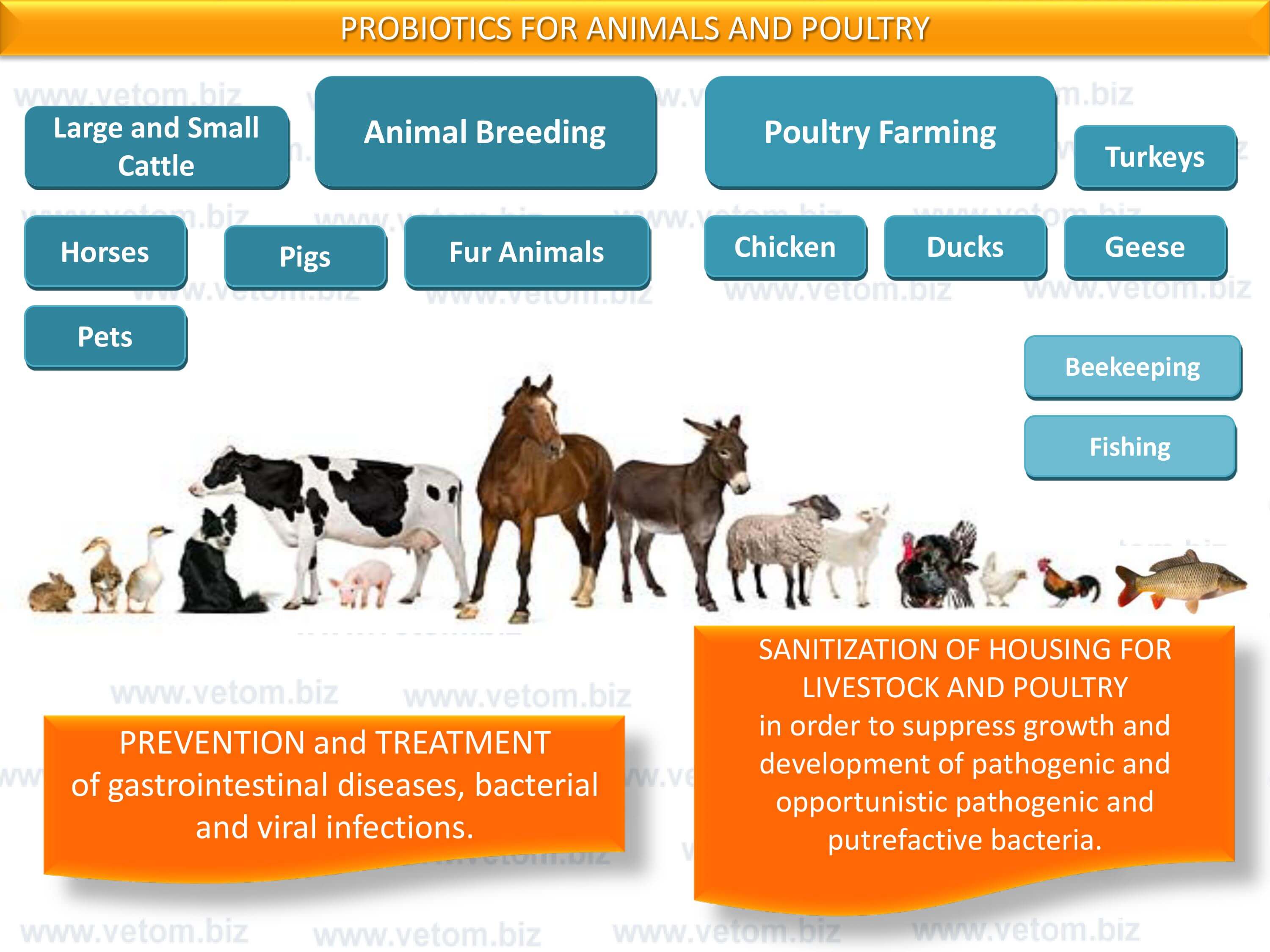 Prevention and treatment of gastrointestinal diseases, bacterial and viral infections. Sanitization of housing for livestock and poultry